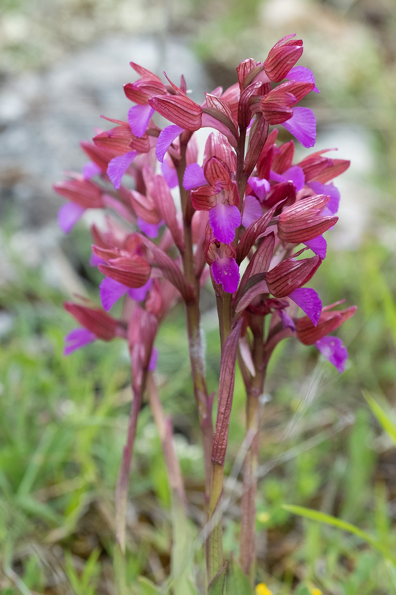pink butterfly orchids  Anacamptis papilionacea,Geotagged,Italy,Pink-butterfly Orchid,Spring