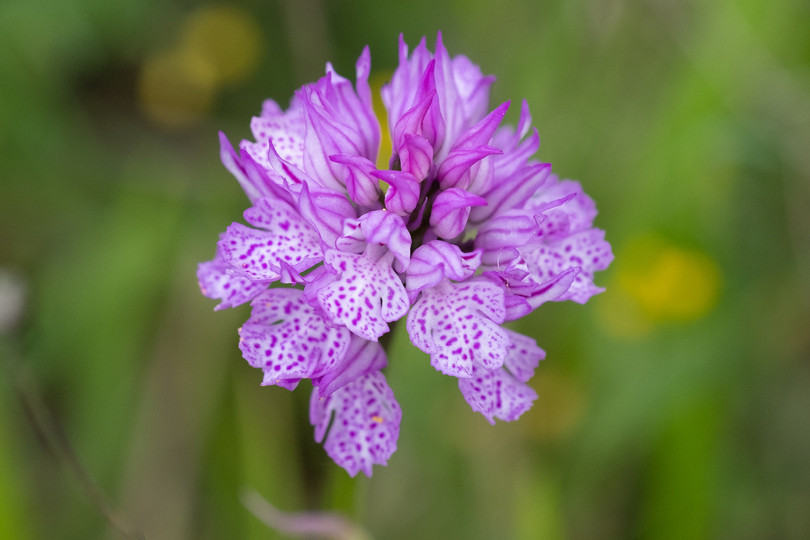 Three-toothed orchid  Geotagged,Italy,Neotinea tridentata,Spring,Three-toothed orchid