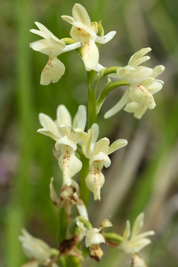 Provence orchid  Geotagged,Italy,Orchis provincialis,Provence orchis,Spring