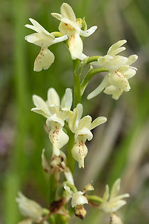 Provence orchid  Geotagged,Italy,Orchis provincialis,Provence orchis,Spring