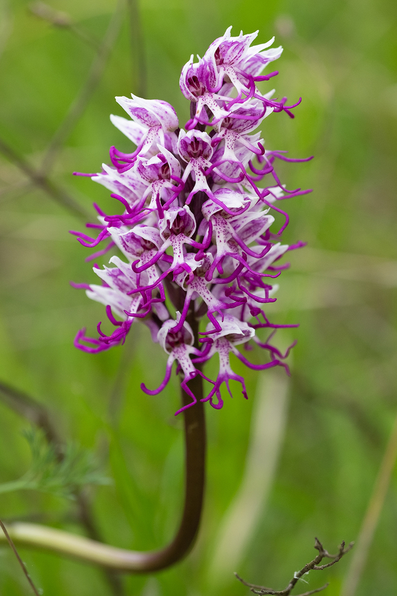 monkey orchid  Geotagged,Italy,Monkey orchid,Orchis simia,Spring