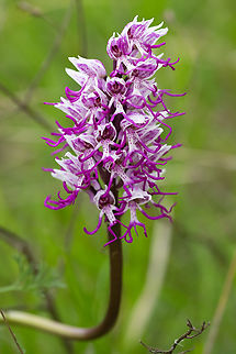 monkey orchid  Geotagged,Italy,Monkey orchid,Orchis simia,Spring