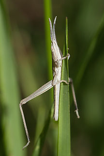 short-winged toothpick grasshopper  Geotagged,Pseudopomala brachyptera,Spring,United States,pseudopomala brachyptera