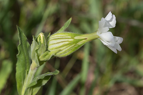 White campion  Geotagged,Silene latifolia,Spring,United States,White Campion