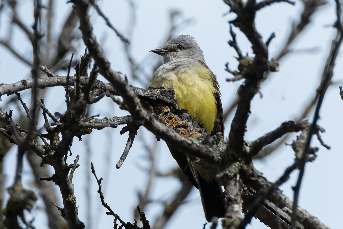 western kingbird  Geotagged,Silene latifolia,Spring,Tyrannus verticalis,United States,Western kingbird,White Campion