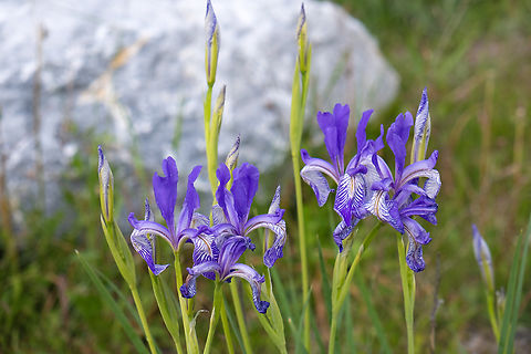 Rocky Mountain iris  Geotagged,Iris missouriensis,Rocky Mountain iris,Spring,United States