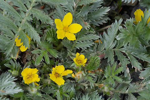 pacific silverweed  Argentina anserina,Geotagged,Silverweed cinquefoil,Spring,United States