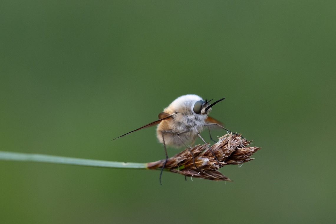 Bombylius aurifer  Bombylius aurifer,Geotagged,Spring,United States
