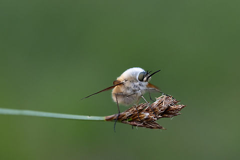 Bombylius aurifer  Bombylius aurifer,Geotagged,Spring,United States