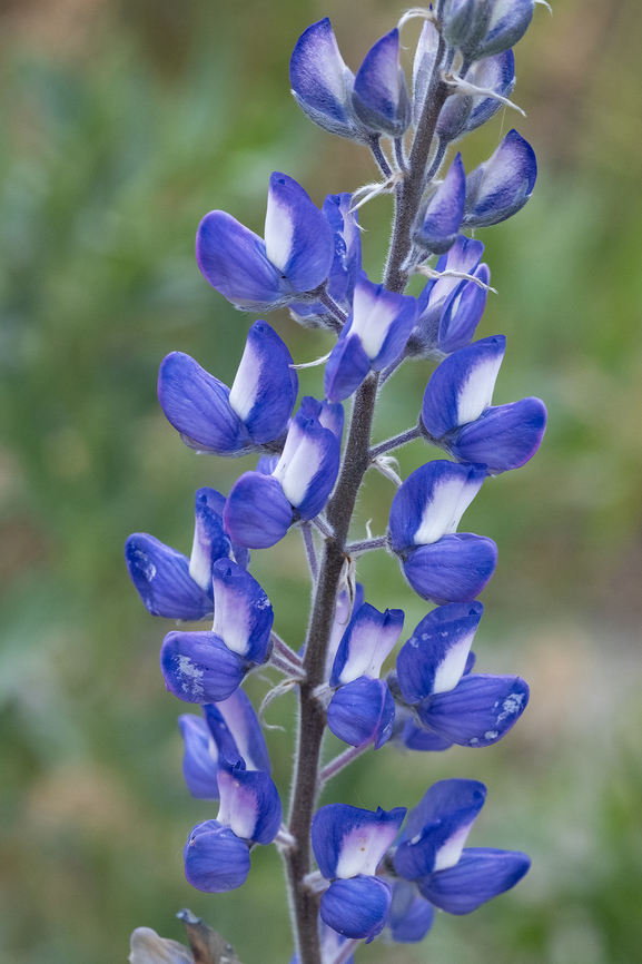 lupin  Geotagged,Spring,United States