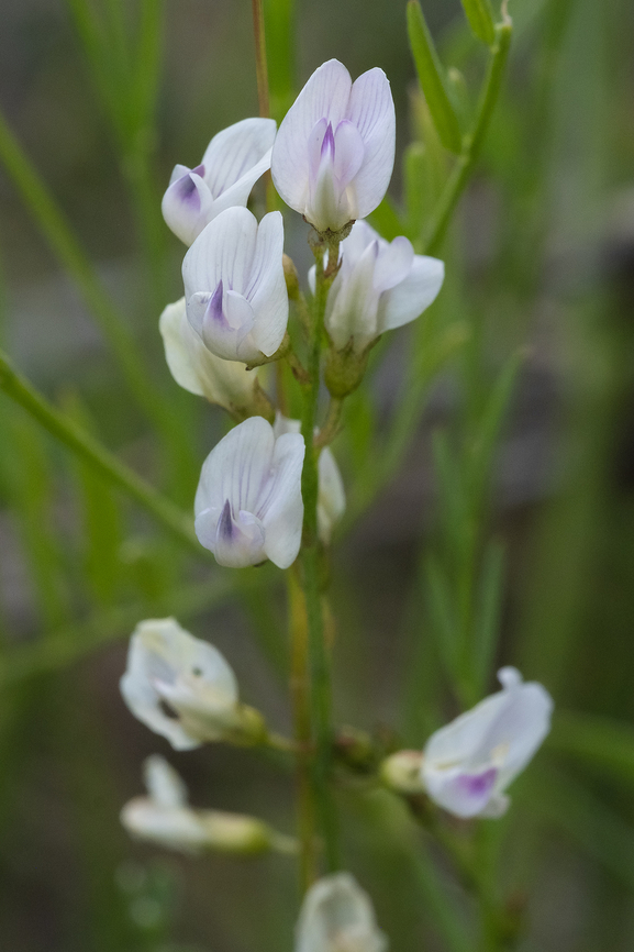 Astragalus multiflorus  Astragalus multiflorus,Geotagged,Spring,United States