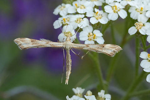 tansy plume moth Geotagged,Gillmeria ochrodactyla,Spring,United States