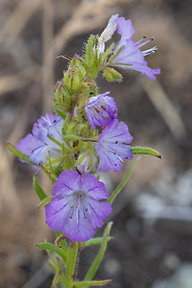 Thread-leaved phacelia  Geotagged,Linear-leaved phacelia,Phacelia linearis,Spring,United States