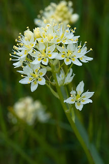 death camas Can easily be mistaken for wild onion or blue camas, both of which are edible, especially when not flowering. Native Americans, who used the others as an important part of their diet would actively weed these from their harvesting grounds.  Geotagged,Meadow death camas,Spring,Toxicoscordion venenosum,United States