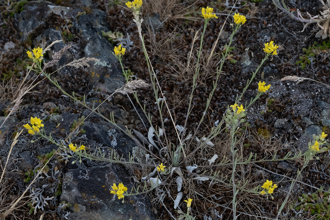 Columbia bladderpod small brassica Columbia bladderpod,Geotagged,Physaria douglasii,Spring,United States