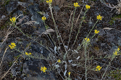 Columbia bladderpod small brassica Columbia bladderpod,Geotagged,Physaria douglasii,Spring,United States