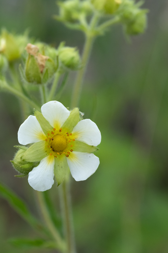 cream ciquefoil  Drymocallis arguta,Geotagged,Spring,Tall cinquefoil,United States