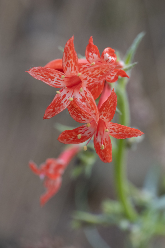Scarlet gilia  Geotagged,Ipomopis aggregata,Ipomopsis aggregata,Spring,United States