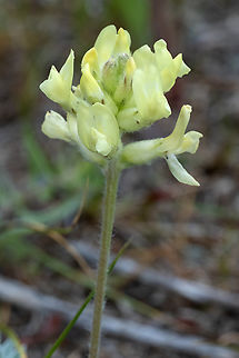 field locoweed can be poisonous to livestock Geotagged,Oxytropis campestris,Spring,United States