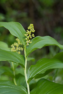 plumed Solomon's seal  Feathery false lily of the valley,Geotagged,Maianthemum racemosum,Spring,United States