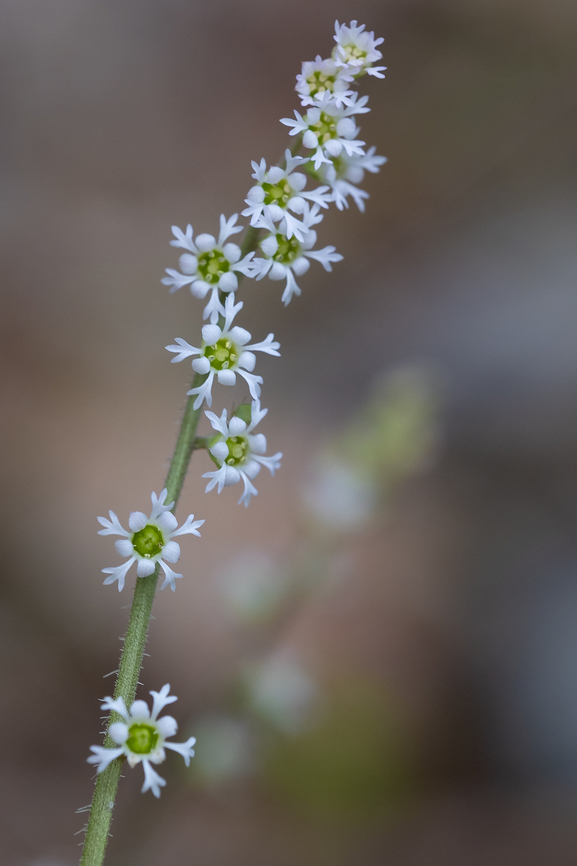three-toothed mitrewort many, many synonyms..  Geotagged,Ozomelis trifida,Spring,United States