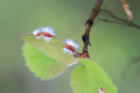 hairy galls on currant leaves probably wax currant or Hudson Bay currant Geotagged,Spring,United States