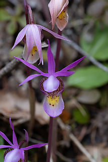 calypso fairy orchid var. americana (not spotted on the bottom of the lip) Calypso bulbosa,Calypso orchidfairy slipper,Geotagged,Spring,United States