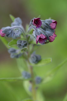 hound's tongue  Cynoglossum officinale,Cynoglossum_officinale,Geotagged,Spring,United States