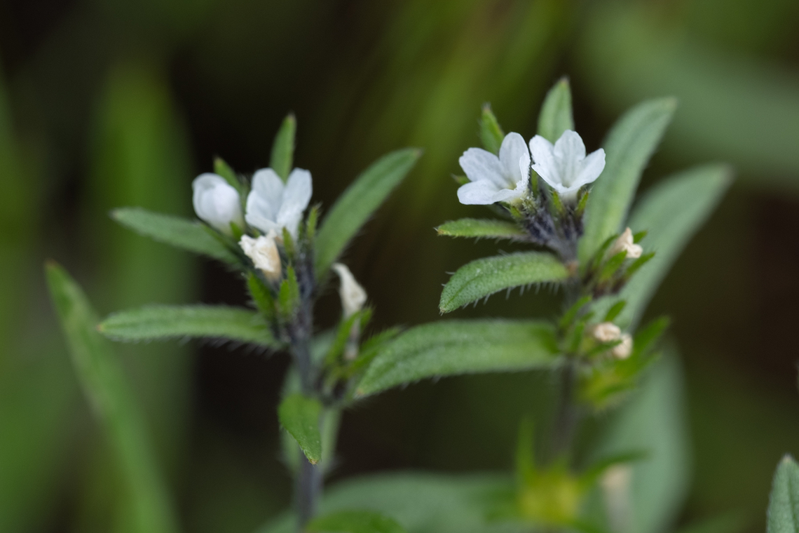 corn gromwell  Field gromwell,Geotagged,Lithospermum arvense,Spring,United States