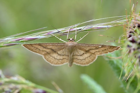 'wave' moth - possibly Scopula sp. maybe Scopula luteolata? or junctaria? Geotagged,Scopula luteolata,Spring,United States