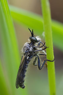 small robber fly  Geotagged,Spring,United States