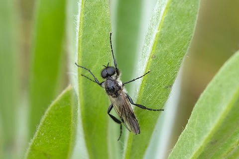 hairy eyed robber fly I think this may be a very small robber fly species Geotagged,Spring,United States