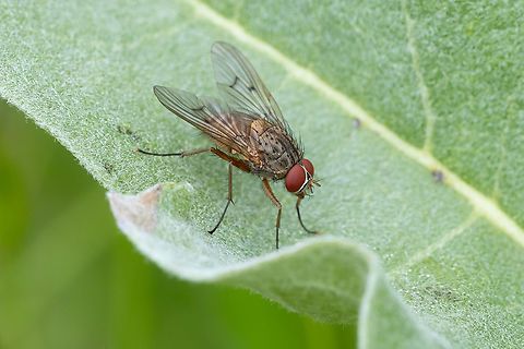 scarlet-eyed fly  Geotagged,Spring,United States