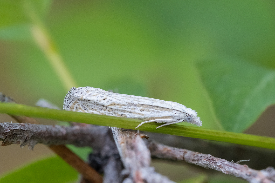 white, white eyed micro moth  Geotagged,Spring,United States