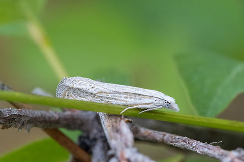 white, white eyed micro moth  Geotagged,Spring,United States