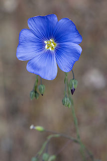 wild blue flax  Geotagged,Lewis flax,Linum lewisii,Spring,United States