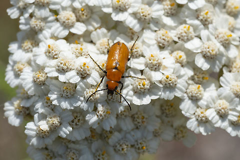 orange blister beetle I figured this was a soldier beetle when I saw it, but it appears it's something more interesting.. consulting BG, but ID beyond genus may not be possible from a photo Geotagged,Nemognatha lutea,Spring,United States