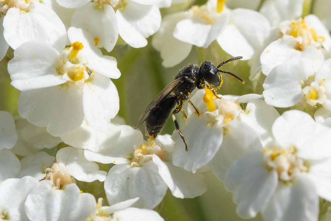 Modest masked bee  Geotagged,Hylaeus modestus,Modest Masked Bee,Spring,United States