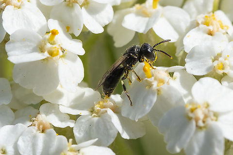 Modest masked bee  Geotagged,Hylaeus modestus,Modest Masked Bee,Spring,United States