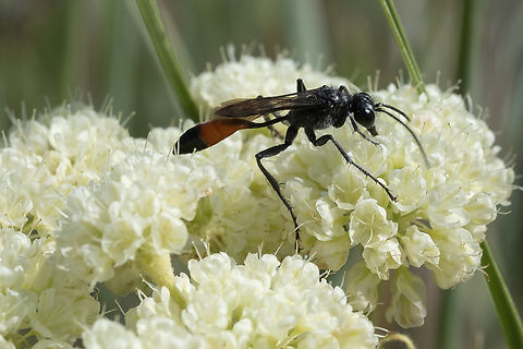 Podalonia sp. cutworm wasp  Geotagged,Spring,United States