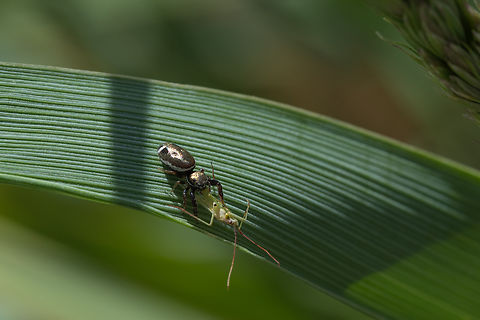 bronze jumper with a grass bug as prey  Eris militaris,Geotagged,Spring,United States
