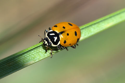 convergent ladybird  Convergent Ladybird,Geotagged,Hippodamia convergens,Spring,United States