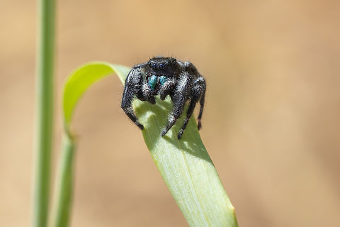 Bold jumper not so bold... let me get this shot and then was outta there...  Bold Jumping Spider,Phidippus audax