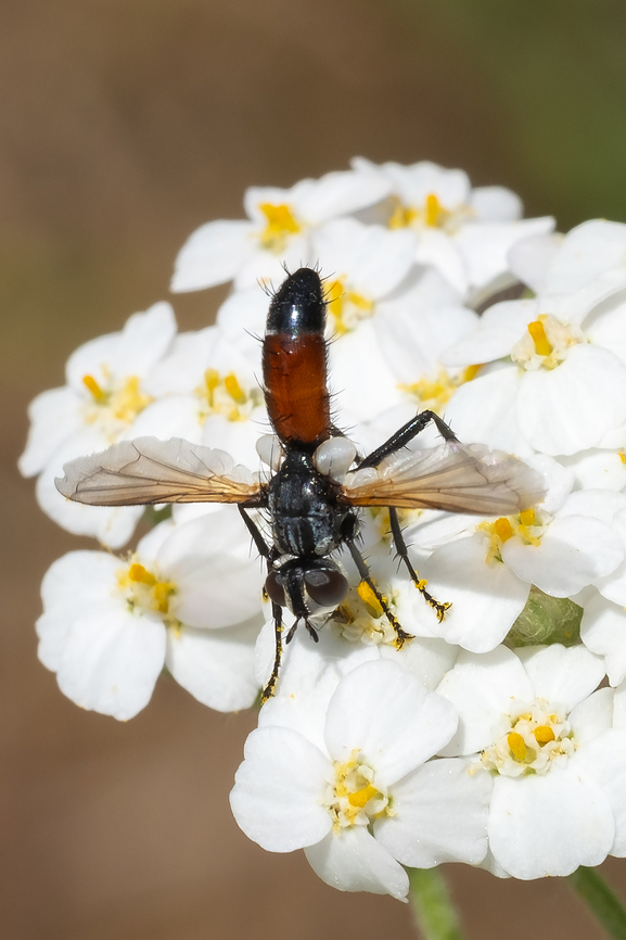 Cylindromyia sp. tachnid fly  Geotagged,Spring,United States