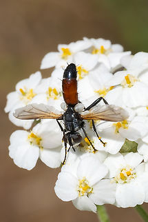 Cylindromyia sp. tachnid fly  Geotagged,Spring,United States