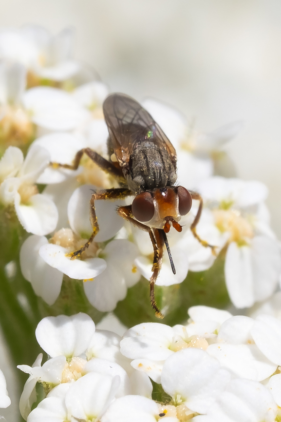white faced fly with a long straight tongue  Geotagged,Spring,United States