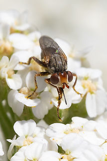 white faced fly with a long straight tongue  Geotagged,Spring,United States