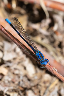 vivid dancer - male  Argia vivida,Geotagged,Spring,United States,Vivid dancer