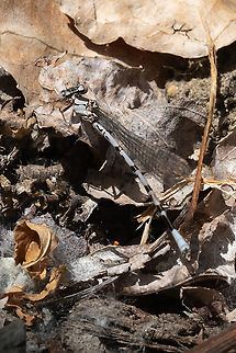 vivid dancer female camouflaged well on dead leaves Argia vivida,Geotagged,Spring,United States,Vivid dancer