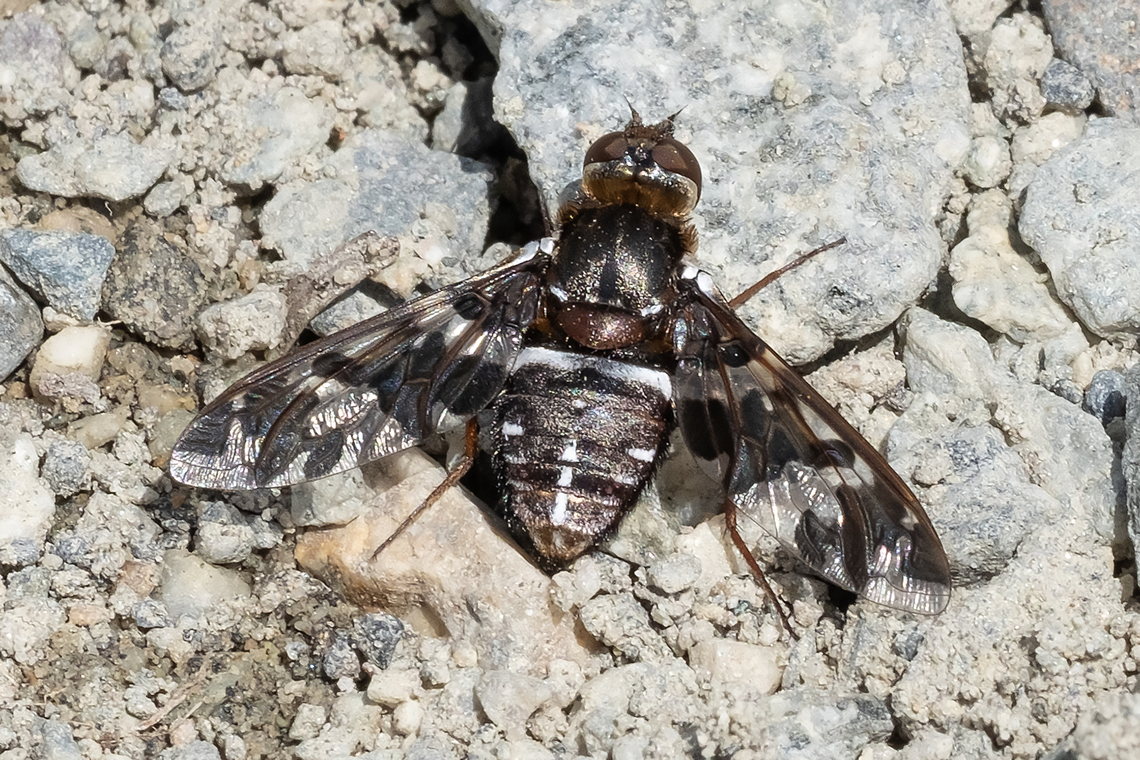 picture wing bee fly  Exoprosopa caliptera,Geotagged,Spring,United States
